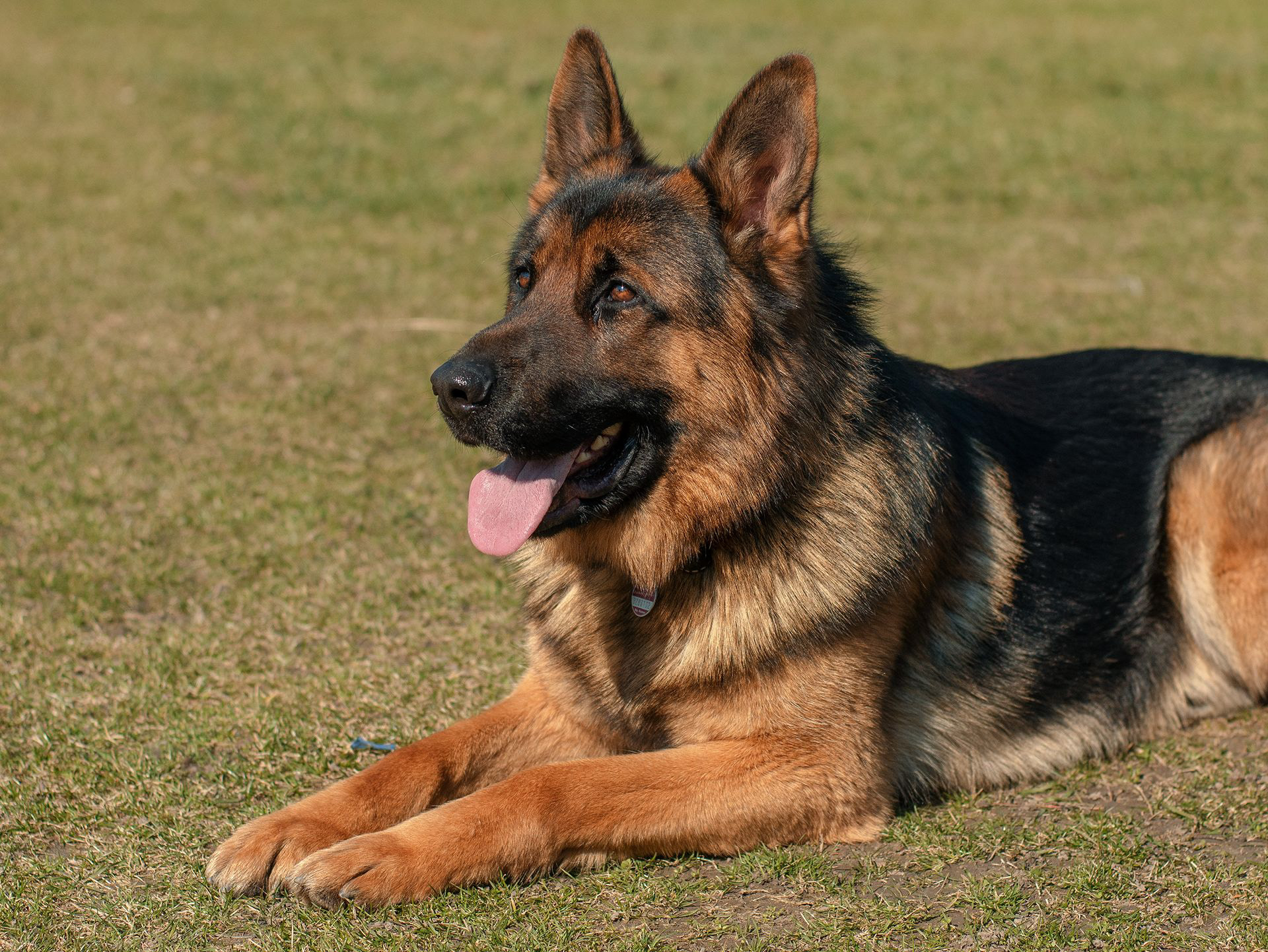 Dog Photo